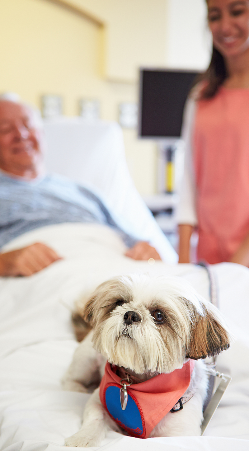 pet,therapy,dog,visiting,senior,male,patient,in,hospital
