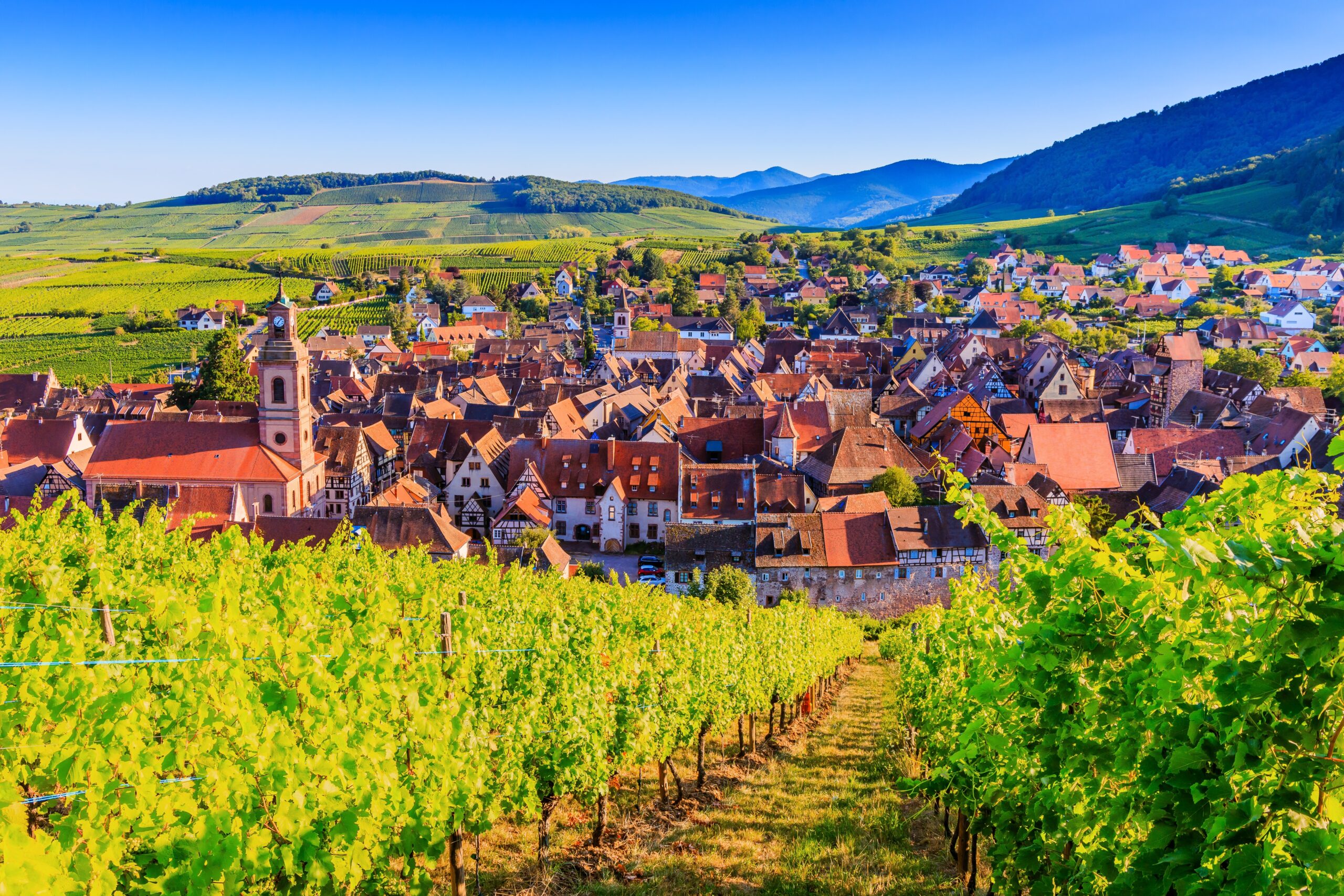 riquewihr,,france.,landscape,with,vineyards,near,the,historic,village.,the
