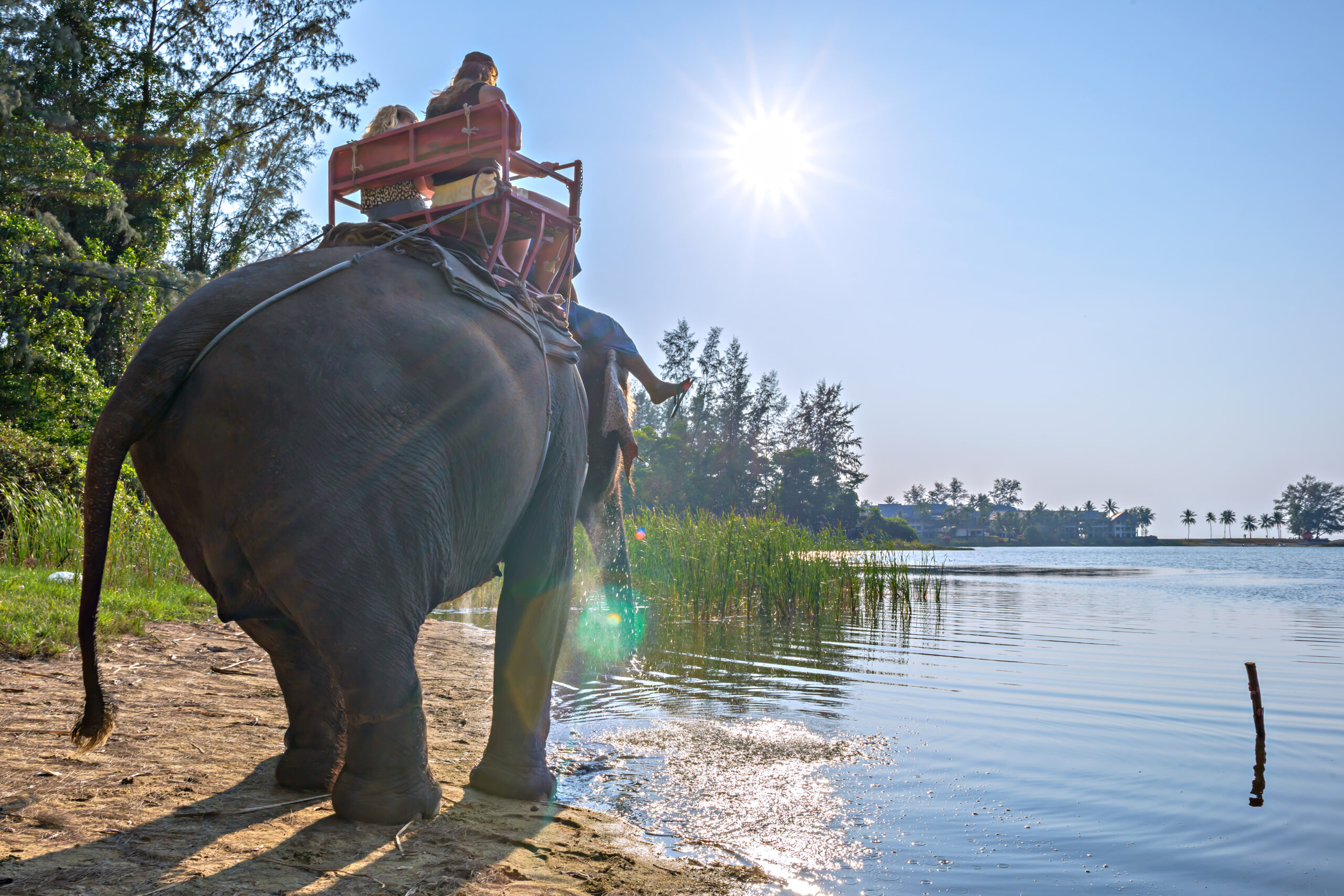elephant,riding,for,tourists,in,phuket,province,,thailand