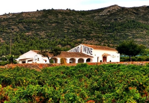 vin bodega