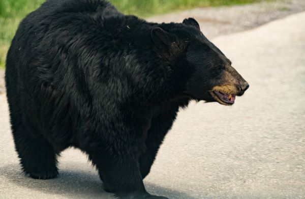 rapid.city.bear.country