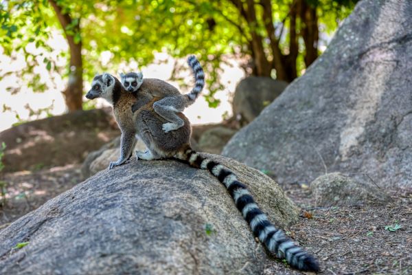 anja.ringhalelemur