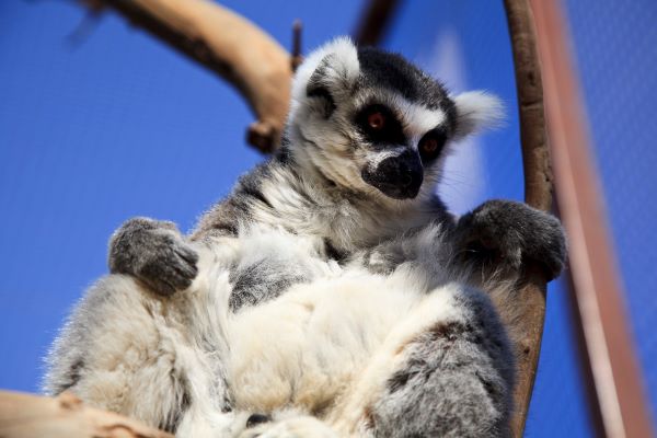 lemur3