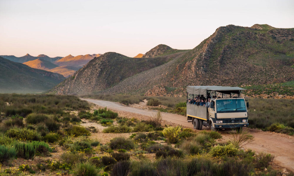 aquila safari 1000x600