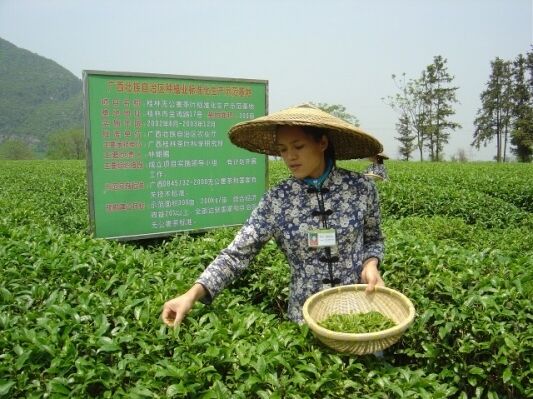 te plantasje guilin kina 299ee6ca4b440bce3c5ac27f6297c65b