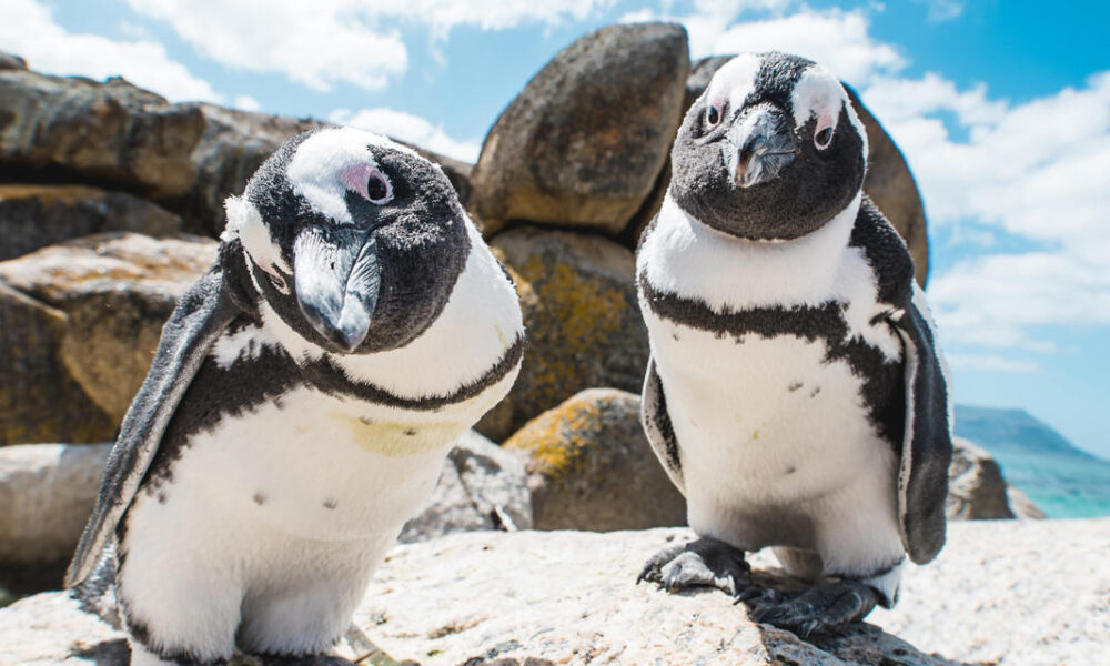 two penguins looking into camera boulders craig howes 1000x600
