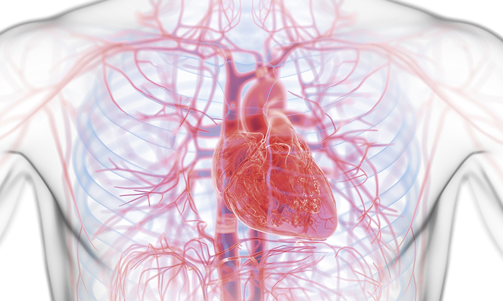 3d,rendered,illustration,of,male,anatomy, ,cardiovascular,system.,plain