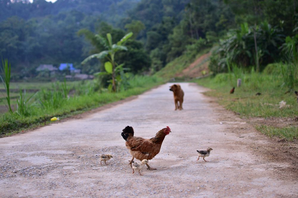 pu luong nature reserve2