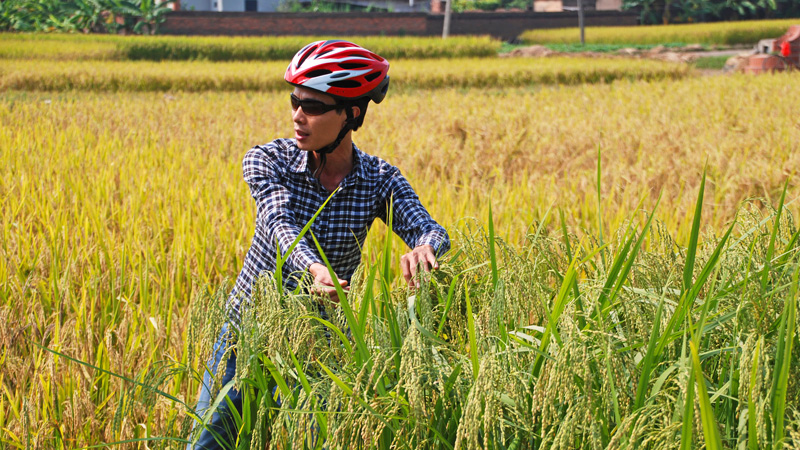 vietnam rismarker og kyst gruppetur sykkeltur olivenreiser 06