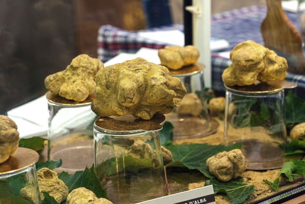 alba.white truffles mushrooms