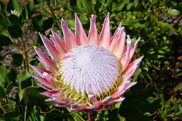 kirstenbosch national botanical garden1)