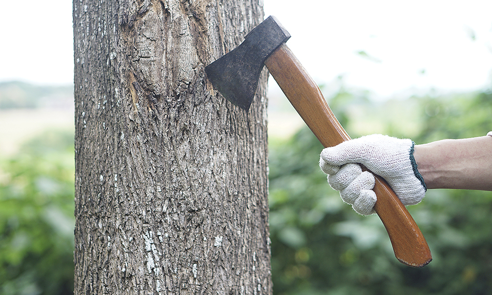 closeup,hand,holds,wooden,handle,axe,to,cut,tree.,concept,