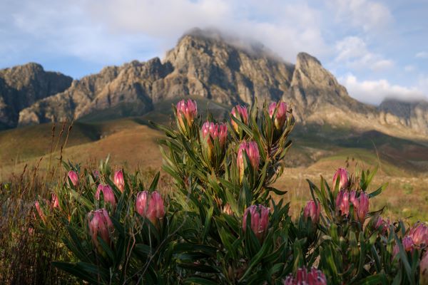 pink proteas 600