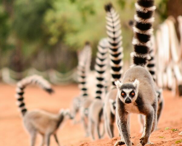 ringhalelemuren i naturreservatet anja