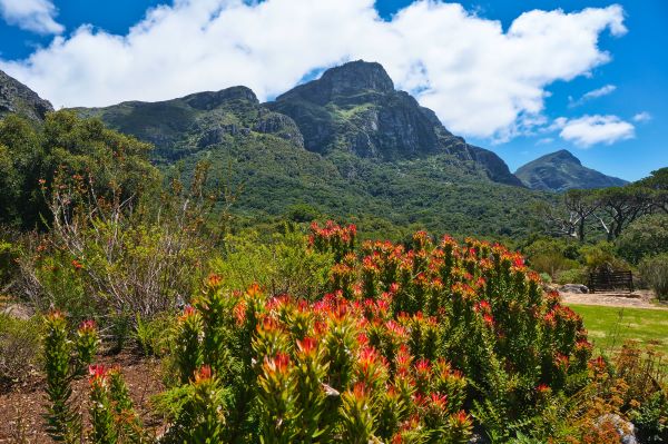 table mountain from kirstenbosch national botanical garden