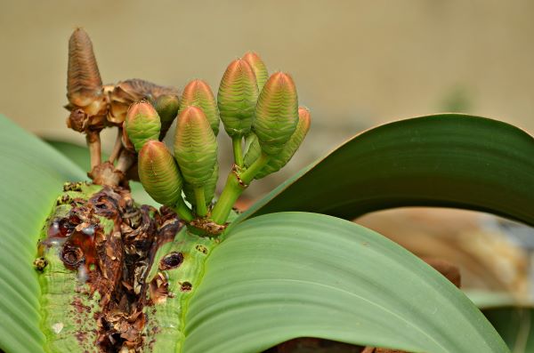 welwitschia600