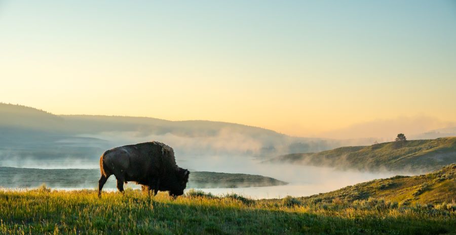 bison walks toward the foggy yellowstone river