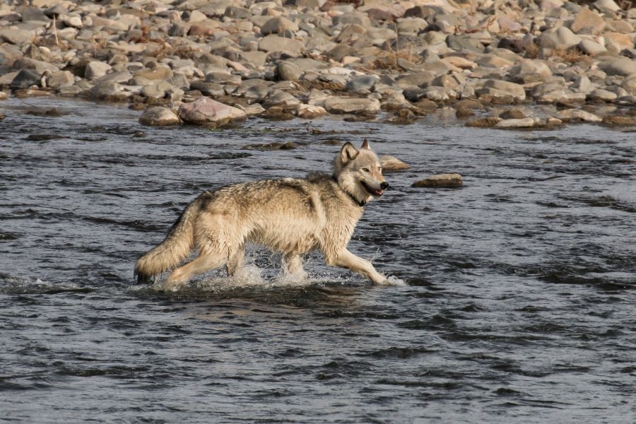 gardiner river in yellowstone national park
