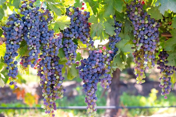 colchagua dalen1