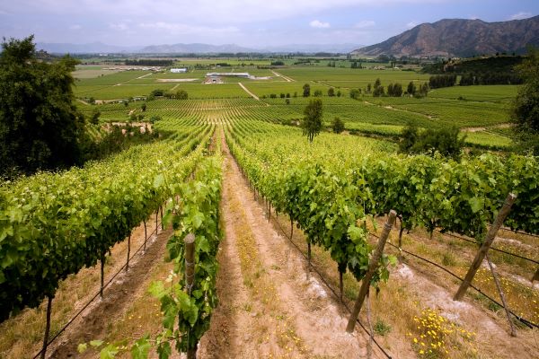 colchagua dalen2