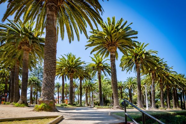 viña del mar