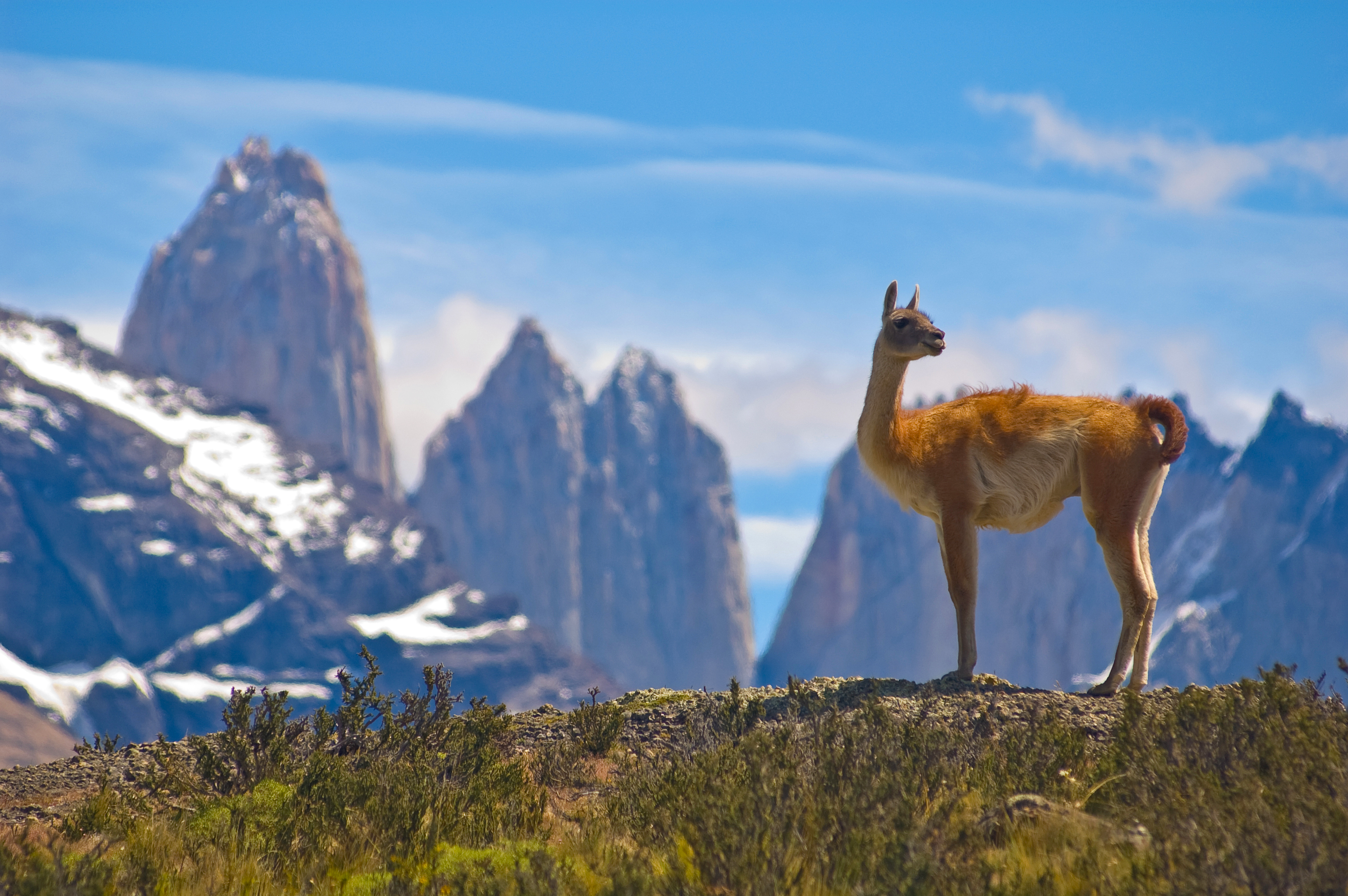 a guanaco in torres del paine national park, chile
