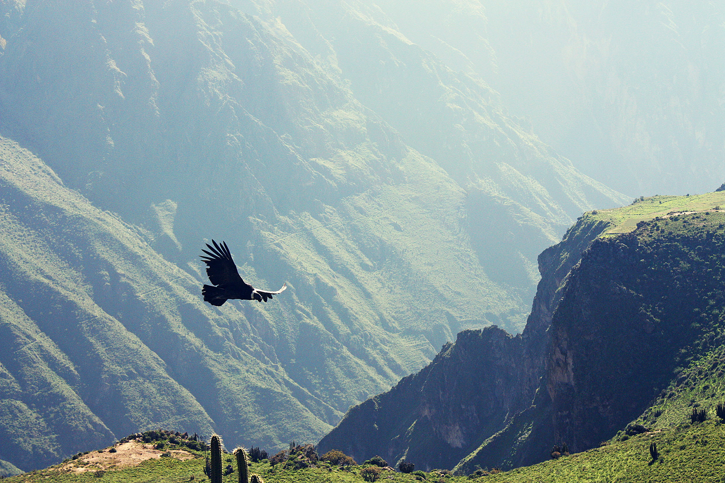 flying,andean,condor,in,canyon,colca